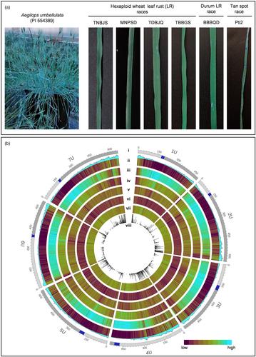 Genomes of Aegilops umbellulata provide new insights into unique structural variations and genetic diversity in the U-genome for wheat improvement