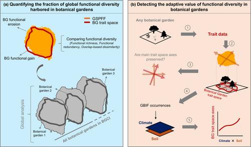 Can we leverage botanical gardens to study global plant functional diversity?