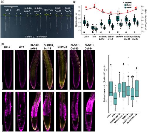 Untargeted mutagenesis of brassinosteroid receptor SbBRI1 confers drought tolerance by altering phenylpropanoid metabolism in Sorghum bicolor