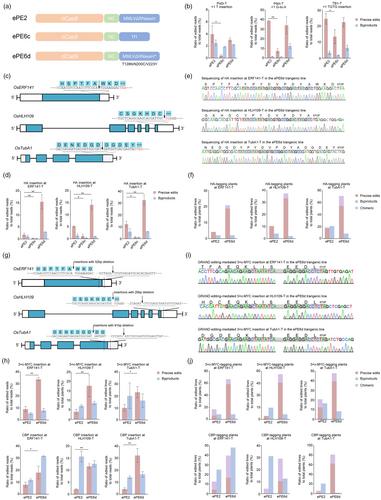 Engineering PE6 prime editors to efficiently insert tags in rice