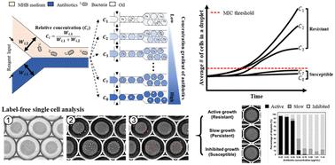 Label-free single-cell antimicrobial susceptibility testing in droplets with concentration gradient generation†