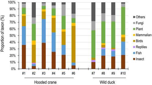 Metagenomic analysis of the gut microbiota of hooded cranes (Grus monacha) on the Izumi plain in Japan