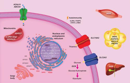 Neonatal diabetes mellitus around the world: Update 2024