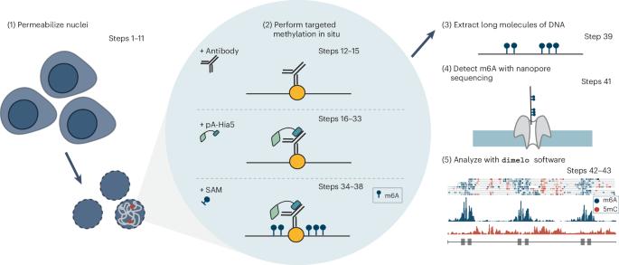 Mapping protein–DNA interactions with DiMeLo-seq