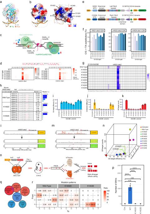 Reducing off-target effects of DdCBEs by reversing amino acid charge near DNA interaction sites