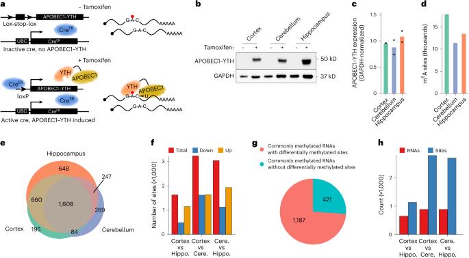 Single-cell m6A profiling in the mouse brain uncovers cell type-specific RNA methylomes and age-dependent differential methylation