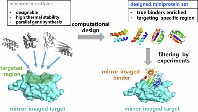 Designing de novo D-protein binders