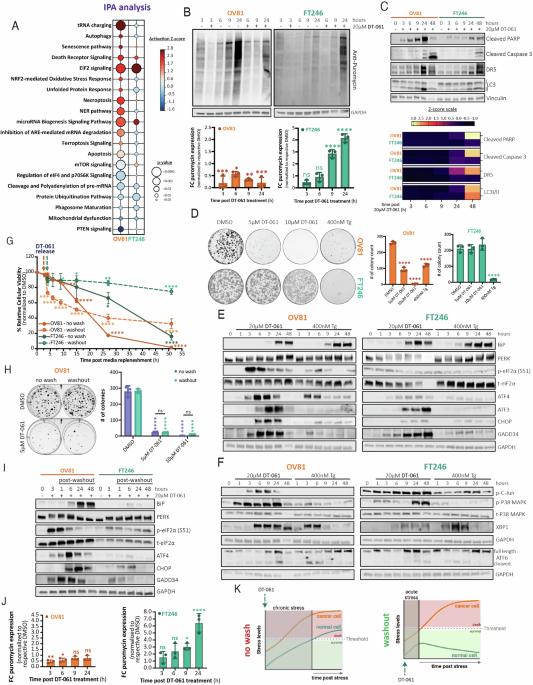 Integrated stress response plasticity governs normal cell adaptation to chronic stress via the PP2A-TFE3-ATF4 pathway