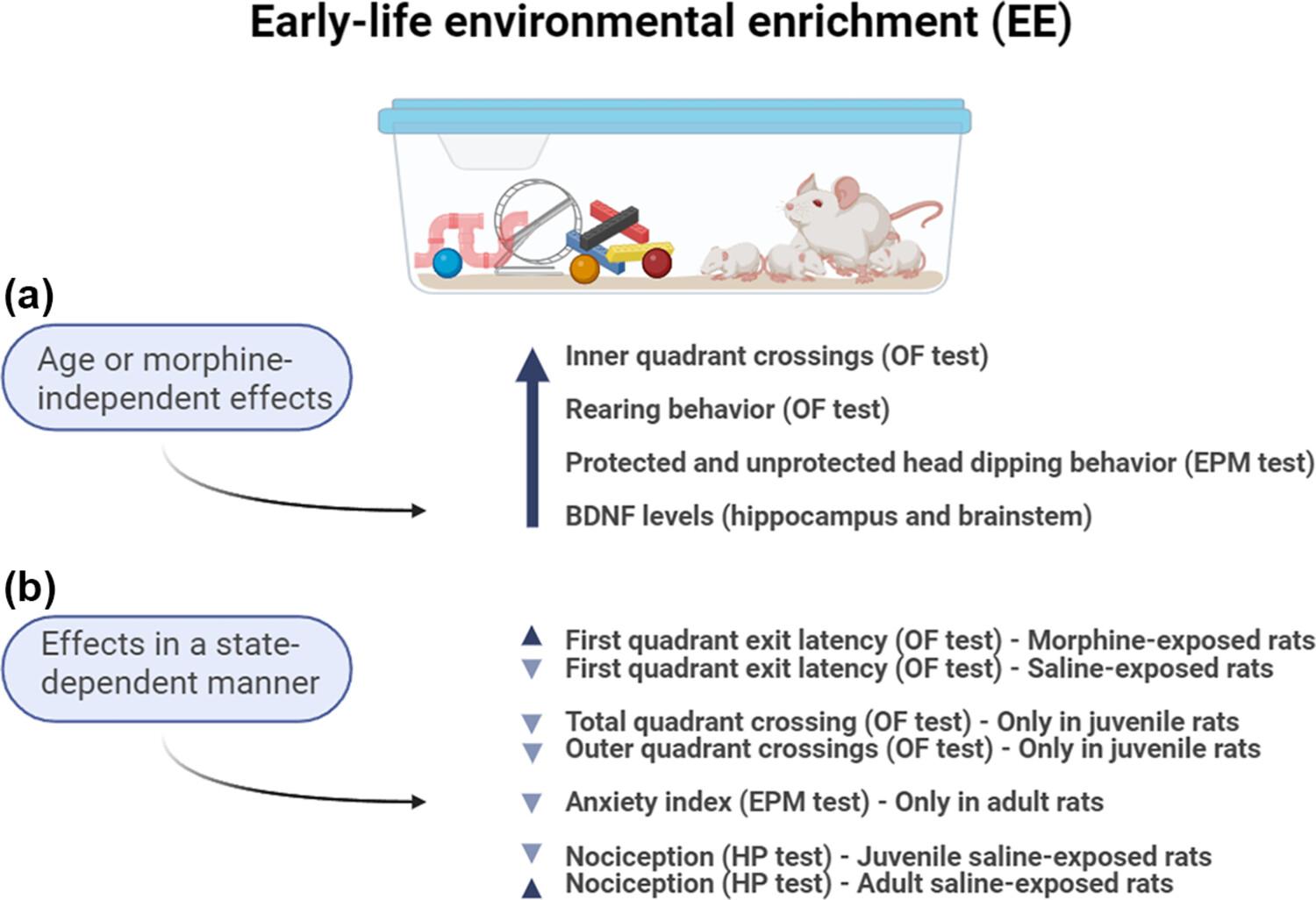 Long-lasting behavioral and neurochemical effects of early-life environmental enrichment in rats submitted to neonatal morphine administration