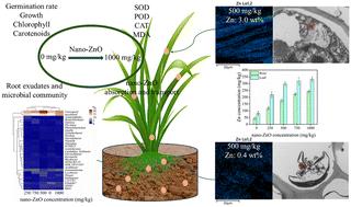 Effects of varying nano-ZnO concentrations on the physiology, biochemistry, root exudate, and root microbial community of Agrostis stolonifera†