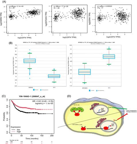 14-3-3σ restricts YY1 to the cytoplasm, promoting therapy resistance, and tumor progression in colorectal cancer