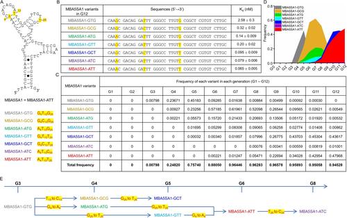 Fighting Mutations with Mutations: Evolutionarily Adapting a DNA Aptamer for High-Affinity Recognition of Mutated Spike Proteins of SARS-CoV-2