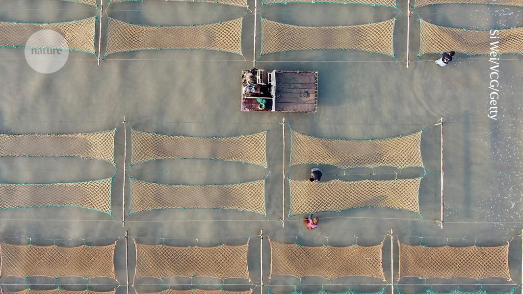 Seaweed farms dish up climate benefits