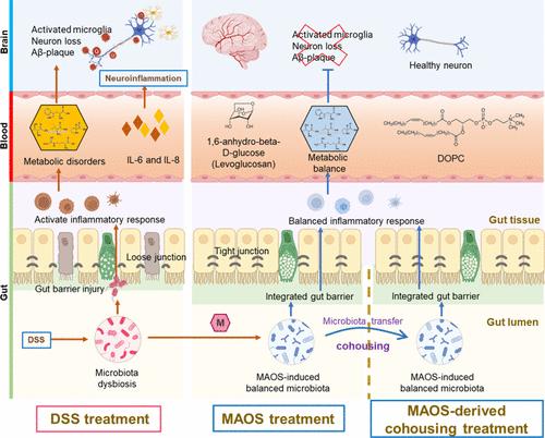 Mannuronate Oligosaccharides Ameliorate Experimental Colitis and Secondary Neurological Dysfunction by Manipulating the Gut–Brain Axis