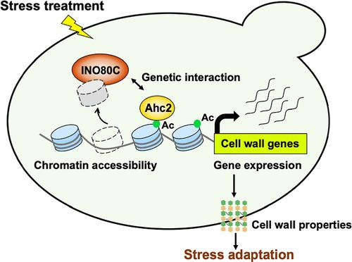 Chromatin Regulation of Acetic Acid Stress Tolerance by Ino80 in Budding Yeast Saccharomyces cerevisiae
