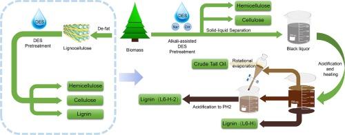 Efficient green Pre-Treatment of coniferous biomass using Alkali-Assisted deep eutectic solvents for tall oil production and lignin component separation