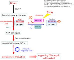 Dephosphorylation of branched-chain α-keto acid dehydrogenase E1α (BCKDHA) promotes branched-chain amino acid catabolism and renders cancer cells resistant to X-rays by mitigating DNA damage