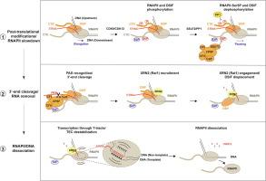 Mechanisms of RNA Polymerase II Termination at the 3′-End of Genes