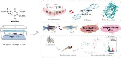 Insights into organophosphorus insecticide malathion induced reproductive toxicity and intergenerational effect in zebrafish (Danio rerio)