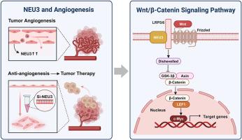 Sialidase NEU3 silencing inhibits angiogenesis of EA.hy926 cells by regulating Wnt/β-catenin signaling pathway