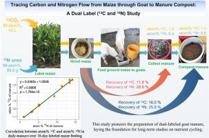 Tracing carbon and nitrogen flow from maize through goat to manure compost: A dual label (13C and 15N) study