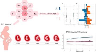 Sex-specific associations between maternal exposure to metal mixtures and fetal growth trajectories: A prospective birth cohort study
