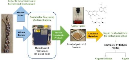Redefining the product portfolio of oilcane bagasse biorefinery: Recovering natural colorants, vegetative lipids and sugars