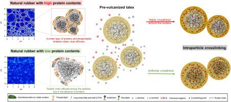 Nanomechanical mapping of green and vulcanized natural rubber latex film by AFM PeakForce QNM: Impact of proteins and lipids contents on film quality