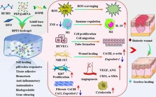 Bioactive cationic polymer-based hydrogel with Engrailed-1 gene silencing and microenvironment modulation for enhanced scarless diabetic wound healing