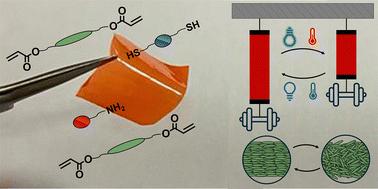 Exploiting photopolymerization to modulate liquid crystalline network actuation†