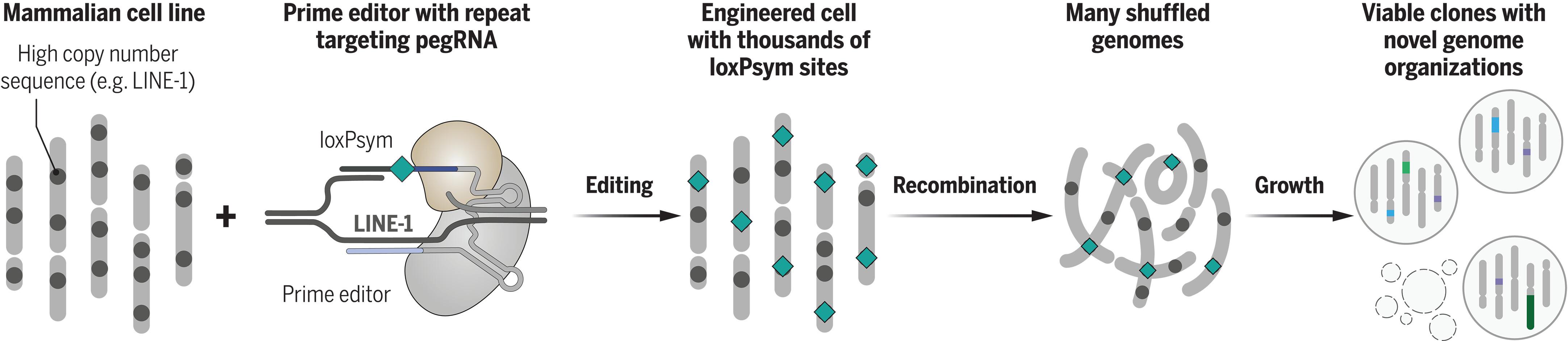 Randomizing the human genome by engineering recombination between repeat elements