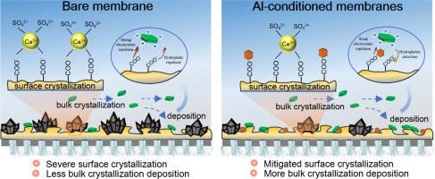 Impact of residual aluminum on nanofiltration gypsum scaling: Mitigation roles played by different species
