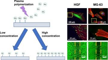 Behavior of human gingival fibroblasts and human osteosarcoma cells on amine-gradient surfaces prepared by CPA plasma-polymerization