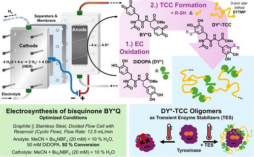 Electrosynthesis of Mussel-inspired Adhesive Polymers as a Novel Class of Transient Enzyme Stabilizers