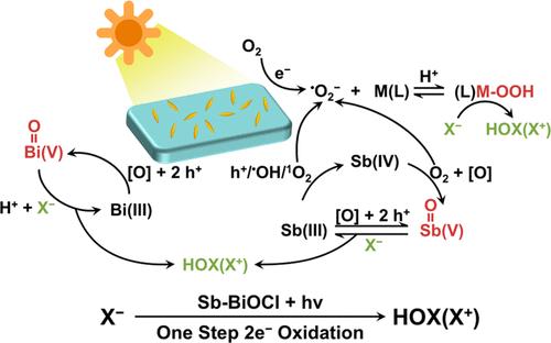 Efficient Photocatalytic Two-Electron Halide Oxidation over p-Block Metal Bi- and Sb-Based Catalysts