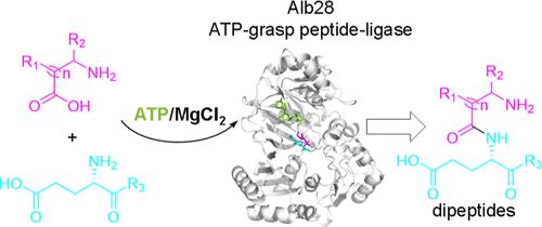 Structural Insights into the Substrate Recognition Mechanism of an ATP-Grasp Peptide-Ligase Producing Diverse Dipeptides Containing Unnatural Amino Acids