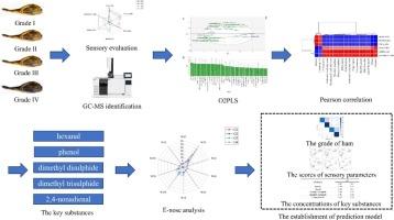 The establishment of ham grade, sensory scores and key flavor substances prediction models for Jinhua ham via E-nose combined with machine learning