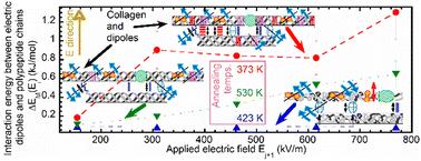 The mobility of polypeptide chains in cow femur bones controlled by an electric field