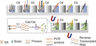 Detecting CYP2C19 genes through an integrated CRISPR/Cas13a-assisted system