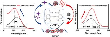 Dimerizing DNA-AgNCs via a C–Ag+–C structure for fluorescence sensing with dual-output signals†