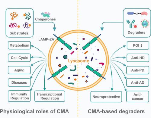 Research Advances in Chaperone-Mediated Autophagy (CMA) and CMA-Based Protein Degraders