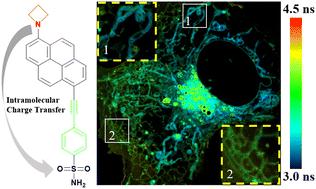 Polarity-sensitive pyrene fluorescent probes for multi-organelle imaging in living cells†