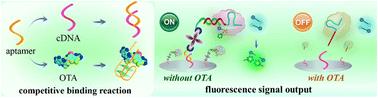 A CRISPR/Cas12a-based competitive aptasensor for ochratoxin A detection†