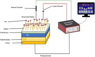 A novel poly(amidoamine)-modified electrolyte–insulator–semiconductor-based biosensor for label-free detection of ATP
