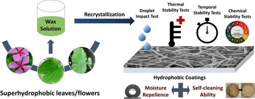 Durable Bio-Based Hydrophobic Recrystallized Wax Coatings