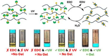Photoresponsive polymers for carbodiimide-fueled transient hydrogels†