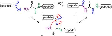 Ag(i)-promoted fragment coupling of peptide thioamides†