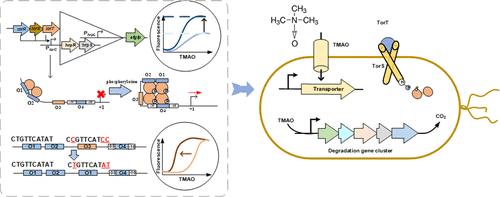 Design and Optimization of a Two-Component TorRST-Based Biosensor for Detection and Degradation of Trimethylamine N-Oxide