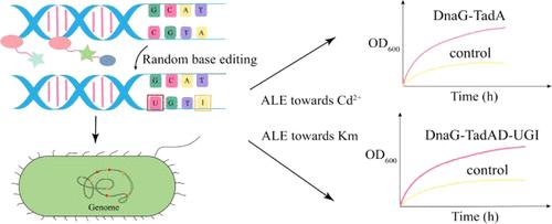 Genome-Wide A → G and C → T Mutations Induced by Functional TadA Variants in Escherichia coli