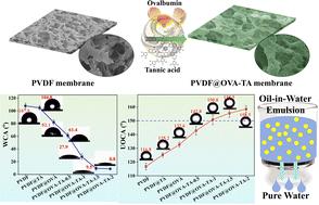 Enhanced oil-fouling resistance of micro-nano structured membranes through ovalbumin-mediated layer deposition for efficient oil-in-water emulsion separation